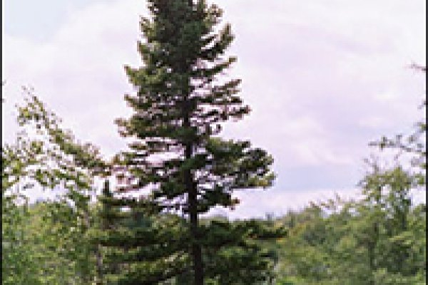 Кракен сайт 17at